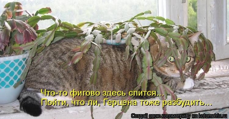 Что-то фигово здесь спится... Пойти, что ли, Герцена тоже разбудить...... Котоматрица: Что-то фигово здесь спится... Пойти, что ли, Герцена тоже разбудить...