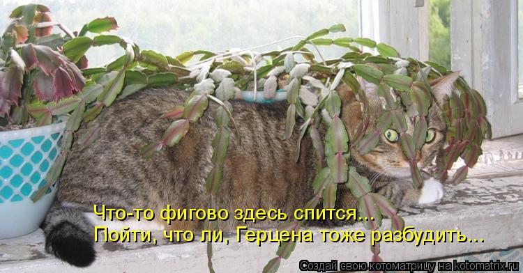 Котоматрица: Что-то фигово здесь спится... Пойти, что ли, Герцена тоже разбудить...