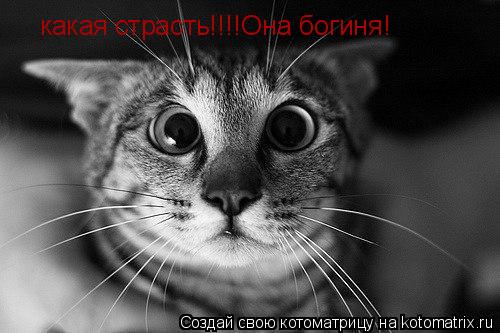 какая страсть!!!!Она богиня!... Котоматрица: какая страсть!!!!Она богиня!