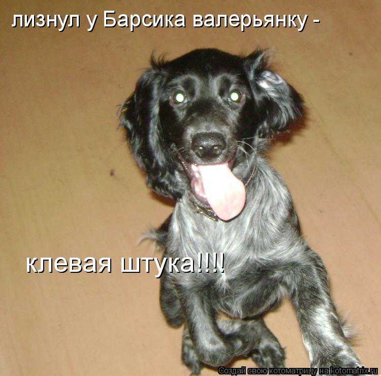 лизнул у Барсика валерьянку - клевая штука!!!!... Котоматрица: лизнул у Барсика валерьянку - клевая штука!!!!
