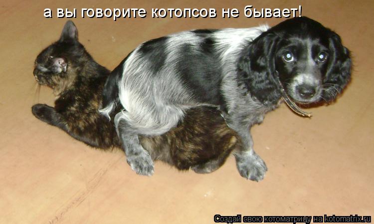 а вы говорите котопсов не бывает!... Котоматрица: а вы говорите котопсов не бывает!