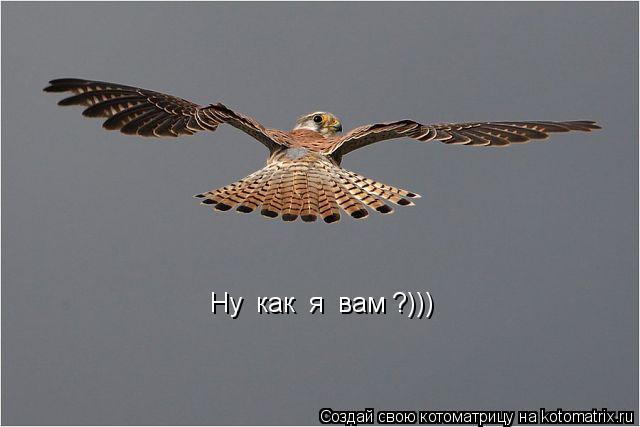 Ну как я вам ?)))... Котоматрица: Ну как я вам ?)))