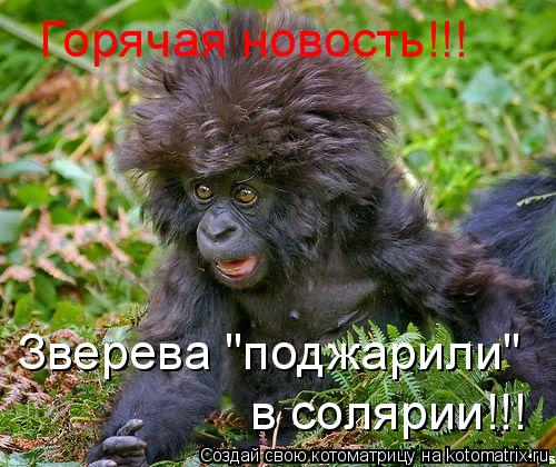 Горячая новость!!! Зверева "поджарили" в солярии!!!... Котоматрица: Горячая новость!!! Зверева "поджарили" в солярии!!!