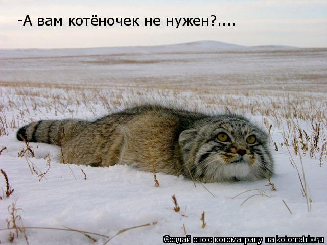 -А вам котёночек не нужен?....... Котоматрица: -А вам котёночек не нужен?....