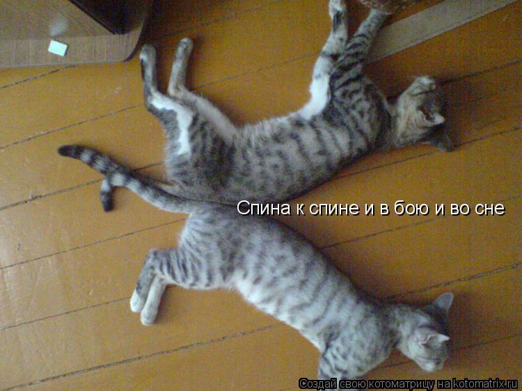 Спина к спине и в бою и во сне... Котоматрица: Спина к спине и в бою и во сне