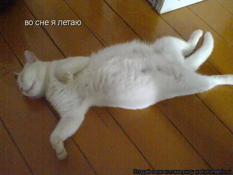 во сне я летаю... Котоматрица: во сне я летаю