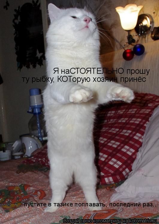 Я наСТОЯТЕЛЬНО прошу ту рыбку, КОТорую хозяин принёс пустите в тазике поплавать, последний раз..... Котоматрица: Я наСТОЯТЕЛЬНО прошу ту рыбку, КОТорую хозяин принёс пустите в тазике поплавать, последний раз..