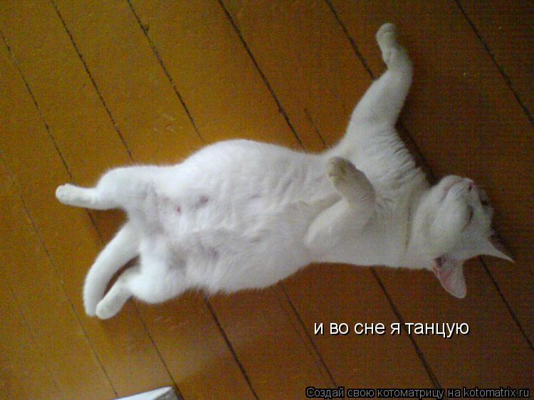 и во сне я танцую... Котоматрица: и во сне я танцую