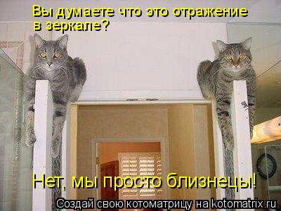 Вы думаете что это отражение в зеркале? Нет, мы просто близнецы!... Котоматрица: Вы думаете что это отражение в зеркале? Нет, мы просто близнецы!