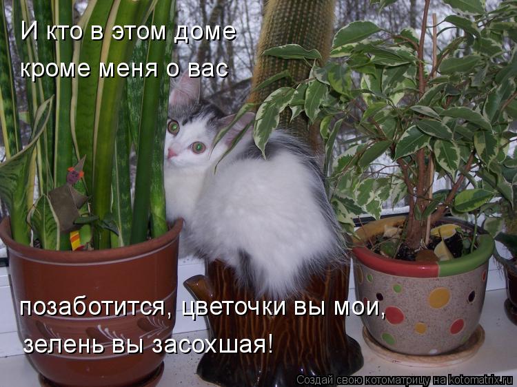 И кто в этом доме позаботится, цветочки вы мои, зелень вы засохшая! кроме меня о вас... Котоматрица: И кто в этом доме позаботится, цветочки вы мои, зелень вы засохшая! кроме меня о вас