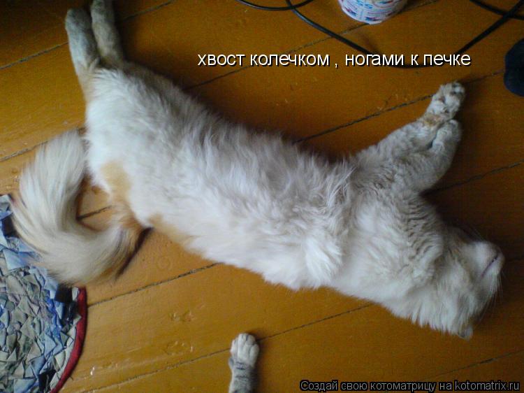 хвост колечком , ногами к печке... Котоматрица: хвост колечком , ногами к печке