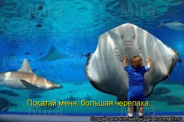 Покатай меня, большая черепаха...... Котоматрица: Покатай меня, большая черепаха...
