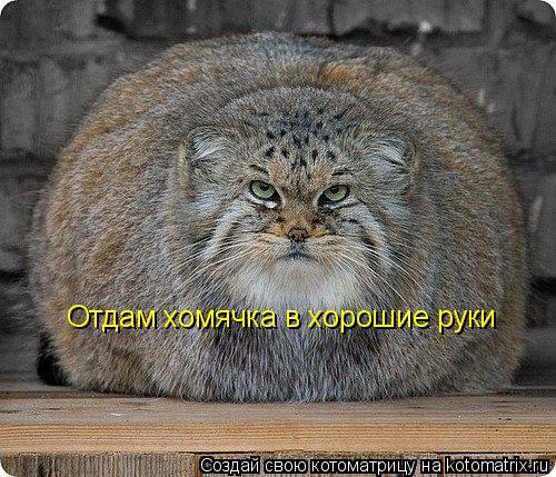 Котоматрица: Отдам хомячка в хорошие руки