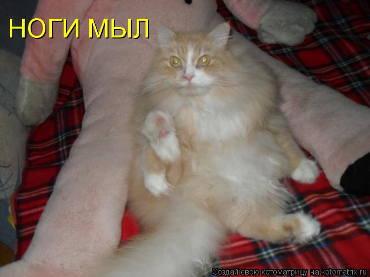 Котоматрица: НОГИ МЫЛ
