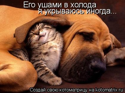 Котоматрица: Его ушами в холода я укрываюсь иногда...