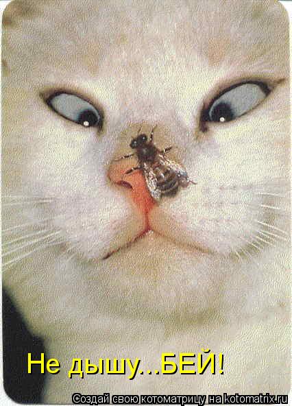 Котоматрица: Не дышу...БЕЙ!