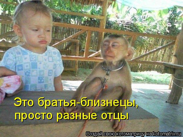 Котоматрица: Это братья-близнецы, просто разные отцы
