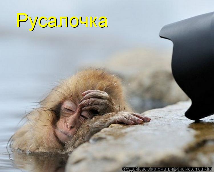 Котоматрица: Русалочка