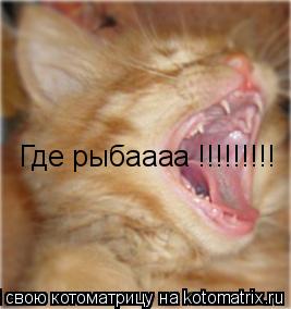 Котоматрица: Где рыбаааа !!!!!!!!!