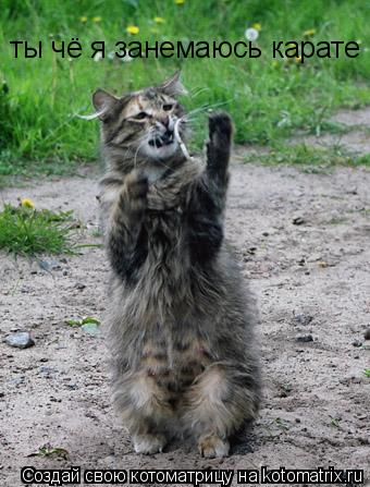 Котоматрица: ты чё я занемаюсь карате