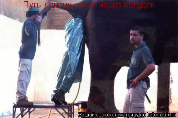 Котоматрица: Путь к слону лежит через желудок