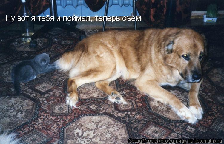 Котоматрица: Ну вот я тебя и поймал, теперь съем