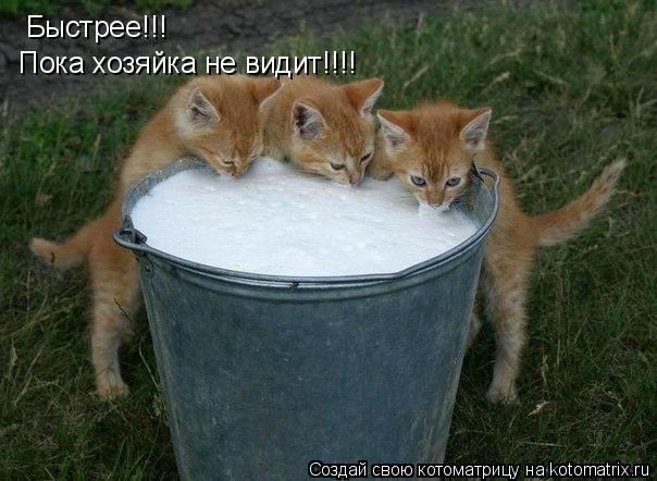 Котоматрица: Быстрее!!! Пока хозяйка не видит!!!!
