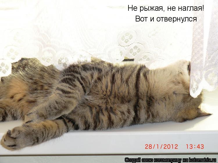 Не рыжая, не наглая! Вот и отвернулся... Котоматрица: Не рыжая, не наглая! Вот и отвернулся