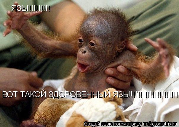 ЯЗЬ!!!!!!!!!! ВОТ ТАКОЙ ЗДОРОВЕННЫЙ ЯЗЬ!!!!!!!!!!!!!!!!!!!!!!!... Котоматрица: ЯЗЬ!!!!!!!!!! ВОТ ТАКОЙ ЗДОРОВЕННЫЙ ЯЗЬ!!!!!!!!!!!!!!!!!!!!!!!