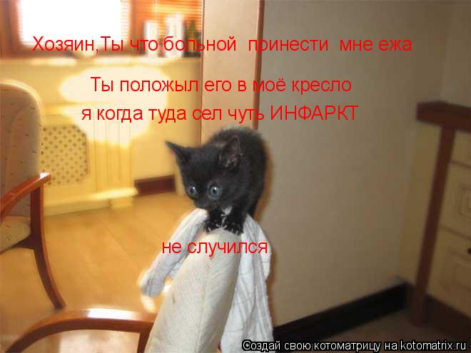 Хозяин,Ты что больной принести мне ежа Ты положыл его в моё кресло я когда туда сел чуть ИНФАРКТ ... Котоматрица: Хозяин,Ты что больной принести мне ежа Ты положыл его в моё кресло я когда туда сел чуть ИНФАРКТ не случился
