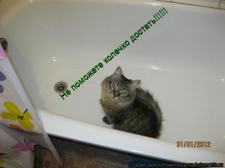 Не поможете колечко достать!!!!!!... Котоматрица: Не поможете колечко достать!!!!!!