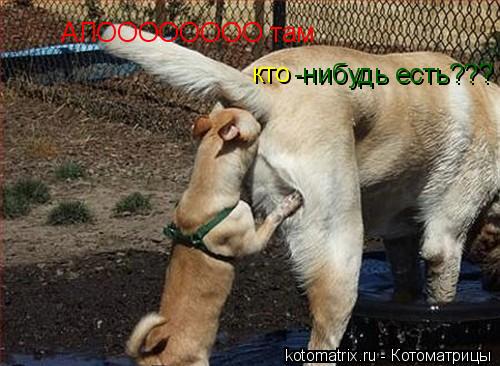 АЛОООООООО там кто -нибудь есть???... Котоматрица: АЛОООООООО там кто -нибудь есть???