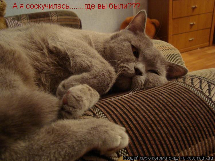 А я соскучилась.......где вы были???... Котоматрица: А я соскучилась.......где вы были???
