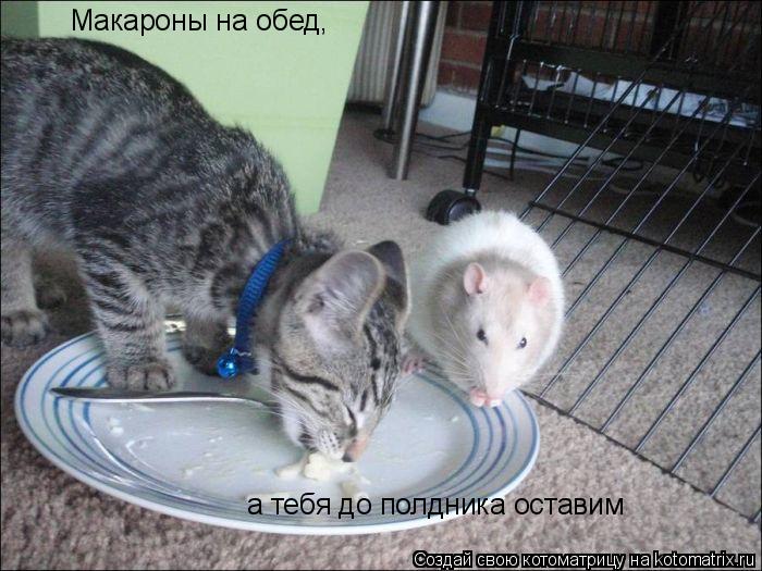 Макароны на обед, а тебя до полдника оставим... Котоматрица: Макароны на обед, а тебя до полдника оставим