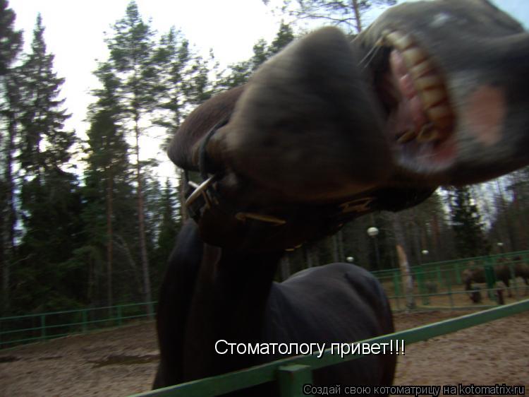 Стоматологу привет!!!... Котоматрица: Стоматологу привет!!!