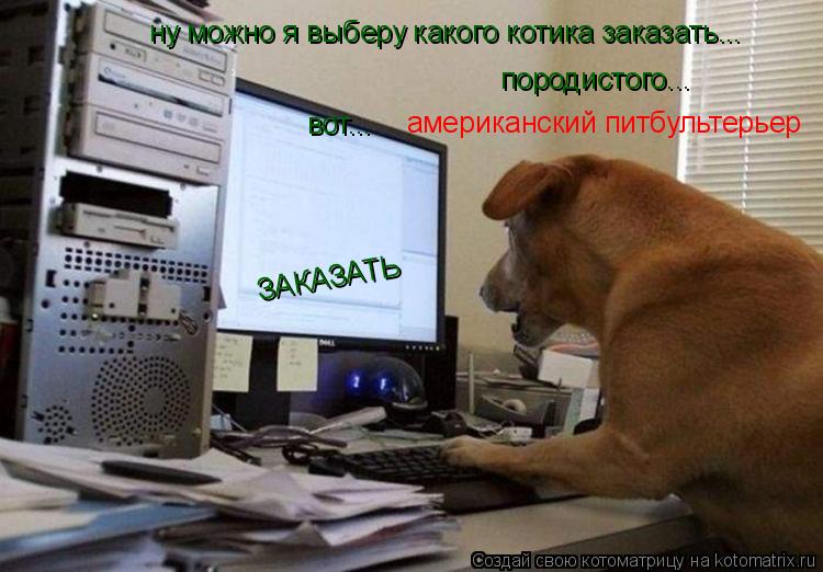 ну можно я выберу какого котика заказать... породистого... американский питбультерьер вот... ЗАКАЗАТЬ... Котоматрица: ну можно я выберу какого котика заказать... породистого... американский питбультерьер вот... ЗАКАЗАТЬ