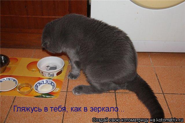 Гляжусь в тебя, как в зеркало...... Котоматрица: Гляжусь в тебя, как в зеркало...