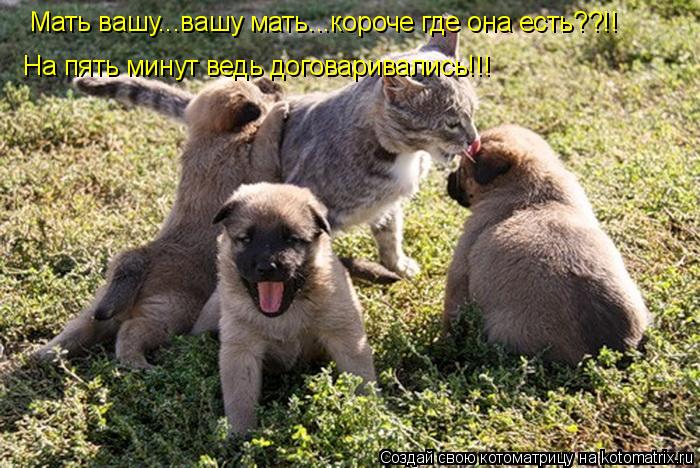 На пять минут ведь договаривались!!! Мать вашу...вашу мать...короче где она есть??!!... Котоматрица: На пять минут ведь договаривались!!! Мать вашу...вашу мать...короче где она есть??!!