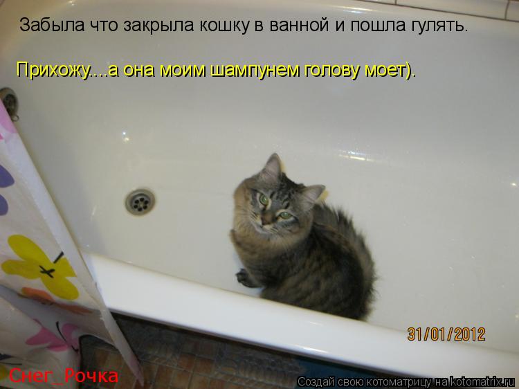Забыла что закрыла кошку в ванной и пошла гулять. Прихожу....а она моим шампунем голову моет). Снег_Р... Котоматрица: Забыла что закрыла кошку в ванной и пошла гулять. Прихожу....а она моим шампунем голову моет). Снег_Рочка