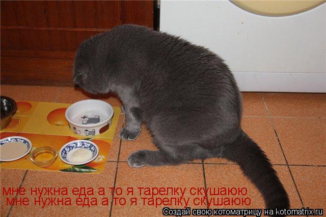 мне нужна еда а то я тарелку скушаюю мне нужна еда а то я тарелку скушаюю мне нужна еда а то я тарелк... Котоматрица: мне нужна еда а то я тарелку скушаюю мне нужна еда а то я тарелку скушаюю мне нужна еда а то я тарелку скушаюю