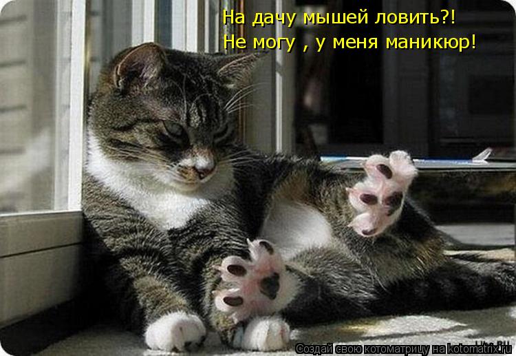 Не могу , у меня маникюр! На дачу мышей ловить?!... Котоматрица: Не могу , у меня маникюр! На дачу мышей ловить?!