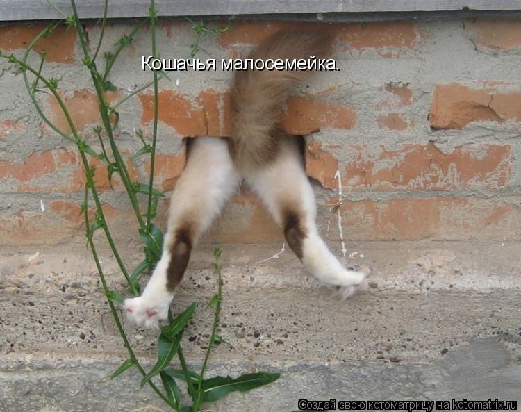 Кошачья малосемейка.... Котоматрица: Кошачья малосемейка.