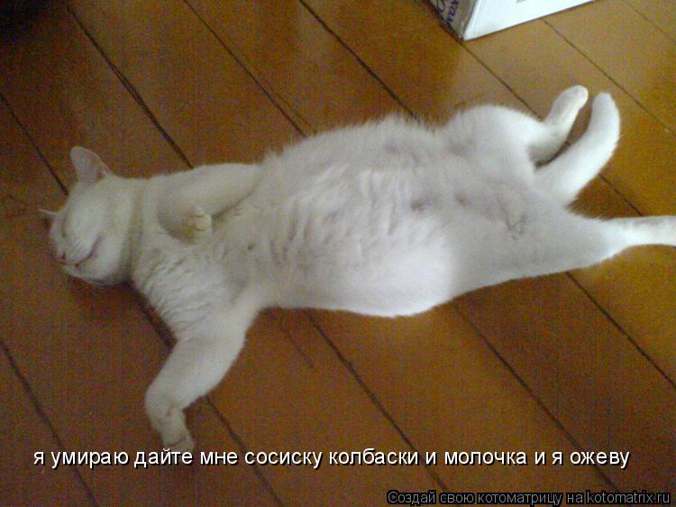 я умираю дайте мне сосиску колбаски и молочка и я ожеву... Котоматрица: я умираю дайте мне сосиску колбаски и молочка и я ожеву
