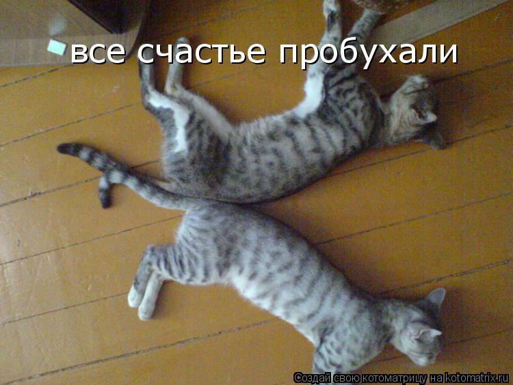 все счастье пробухали... Котоматрица: все счастье пробухали