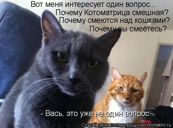 Вот меня интересует один вопрос... Почему Котоматрица смешная? Почему смеются над кошками? Почему вы ... Котоматрица: Вот меня интересует один вопрос... Почему Котоматрица смешная? Почему смеются над кошками? Почему вы смеётесь? - Вась, это уже не один вопрос..