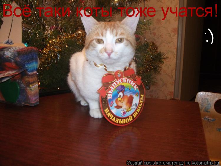 Всё таки коты тоже учатся! :)... Котоматрица: Всё таки коты тоже учатся! :)