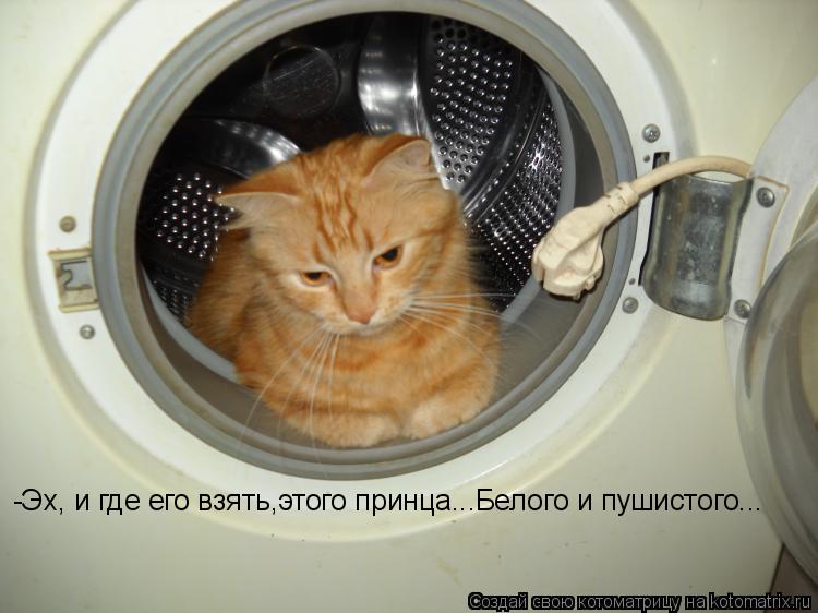 -Эх, и где его взять,этого принца...Белого и пушистого...... Котоматрица: -Эх, и где его взять,этого принца...Белого и пушистого...