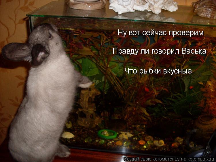 Ну вот сейчас проверим Правду ли говорил Васька Что рыбки вкусные... Котоматрица: Ну вот сейчас проверим Правду ли говорил Васька Что рыбки вкусные