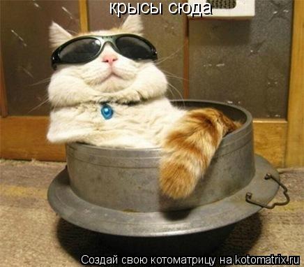 крысы сюда... Котоматрица: крысы сюда