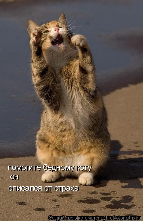 помогите бедному коту описался от страха он... Котоматрица: помогите бедному коту описался от страха он